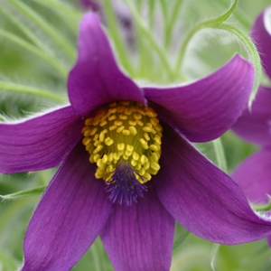 Pulsatilla vulgaris (Pasque flower)